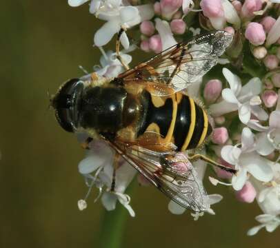 Image de <i>Eristalis horticola</i>