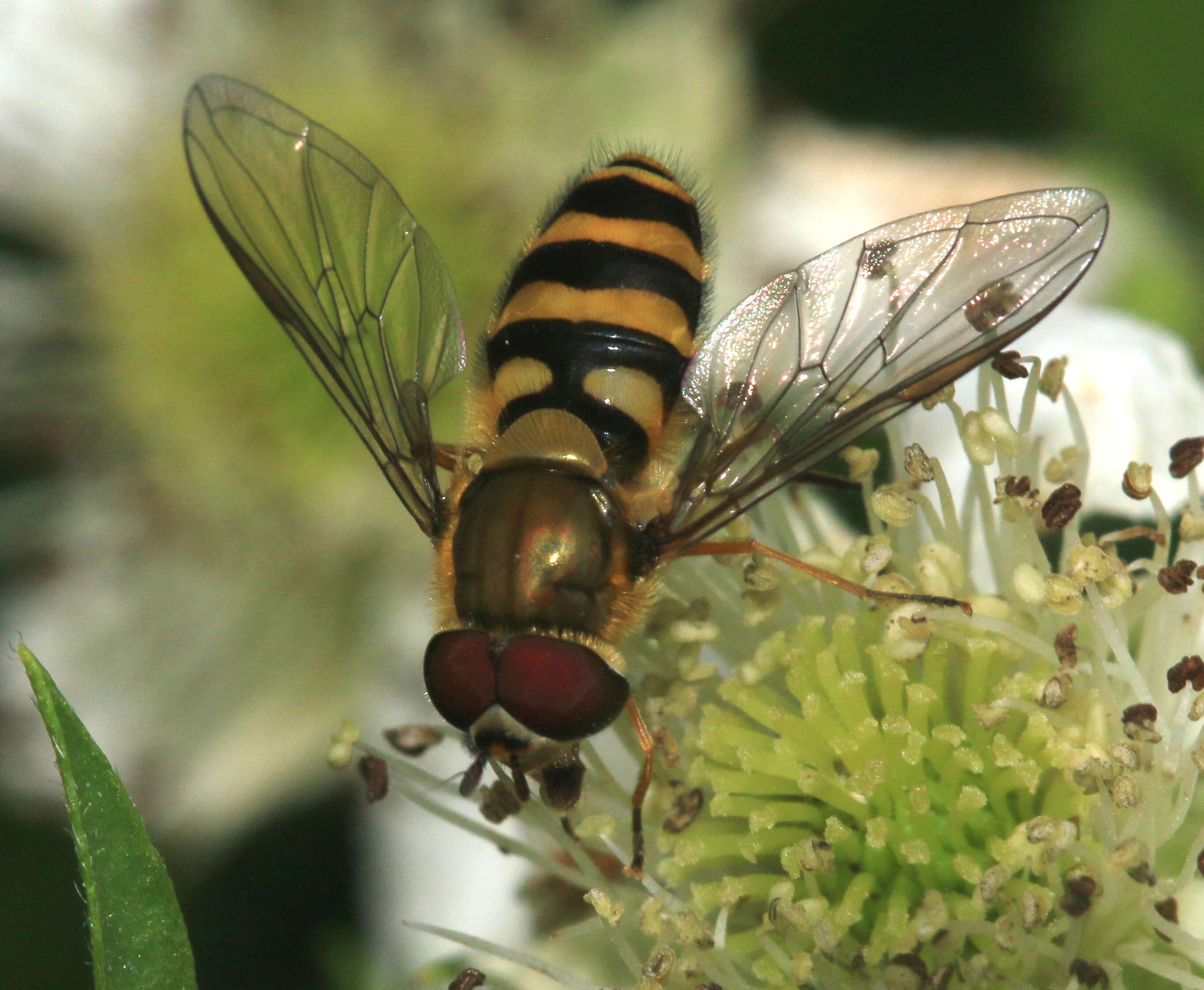 Image of Syrphus torvus Osten Sacken 1875