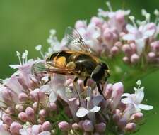 Image of <i>Eristalis horticola</i>