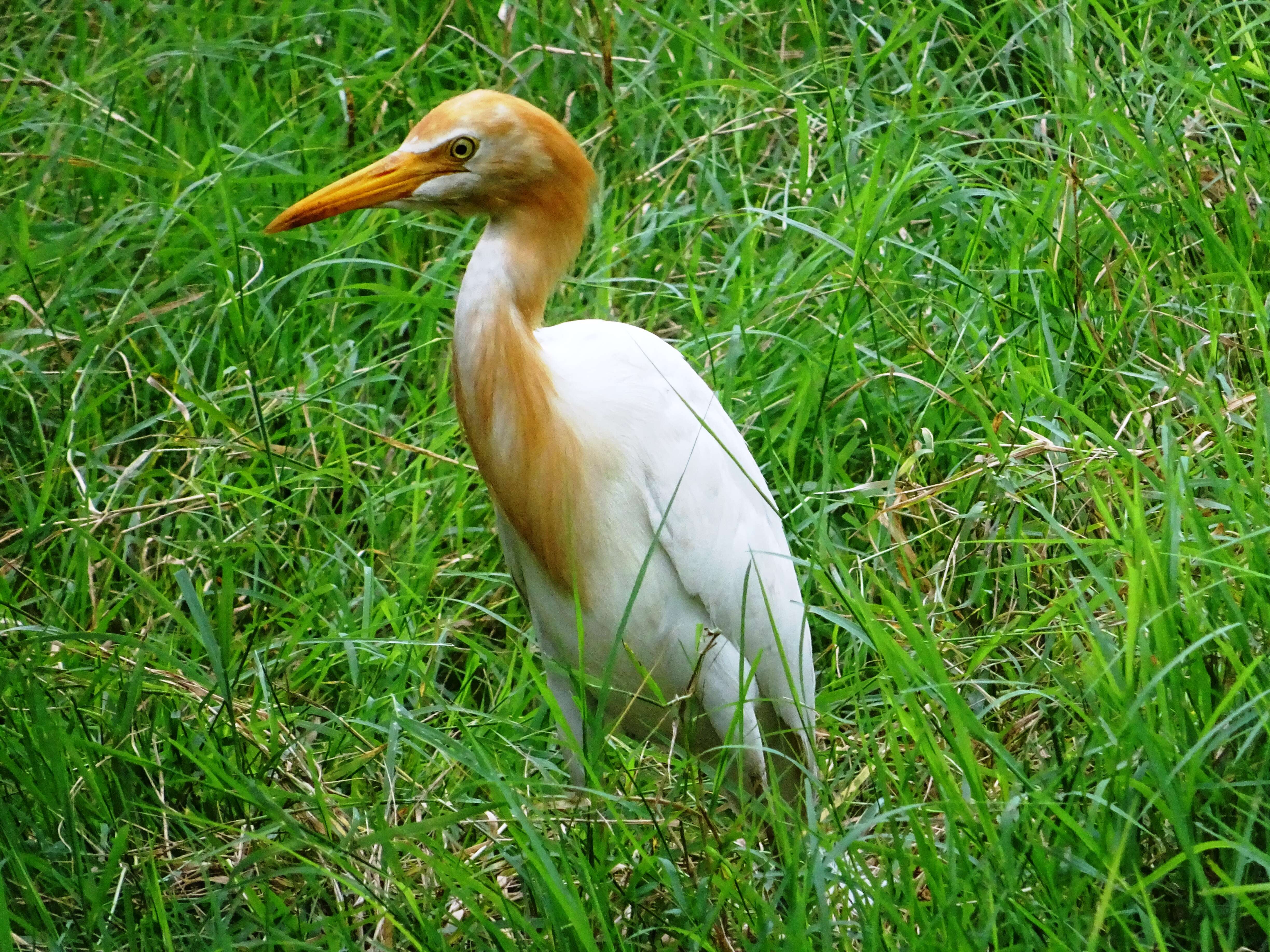 Image of Eastern Cattle Egret