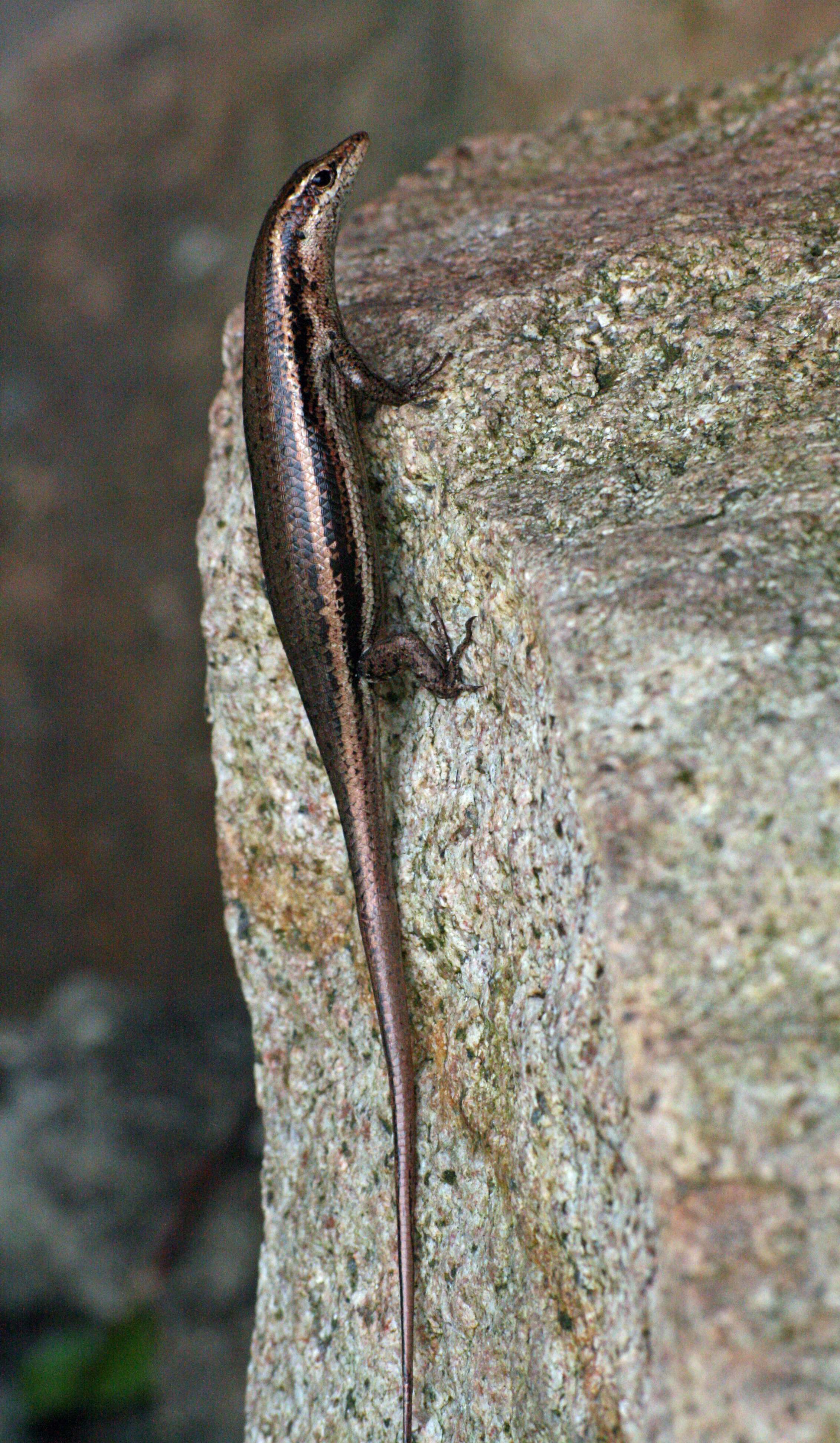 Image of Seychelles skink