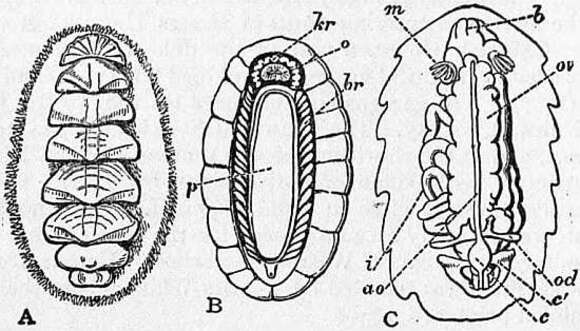 Image of Chitonidae Rafinesque 1815