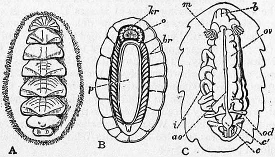 Image de Chitonidae Rafinesque 1815