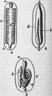 Image de Chitonidae Rafinesque 1815