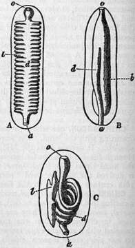 Image of Chitonidae Rafinesque 1815