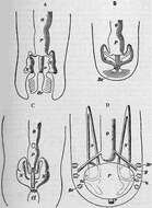 Image of Chitonidae Rafinesque 1815