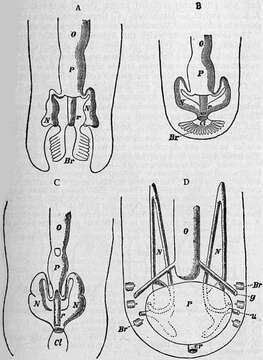 Image de Chitonidae Rafinesque 1815