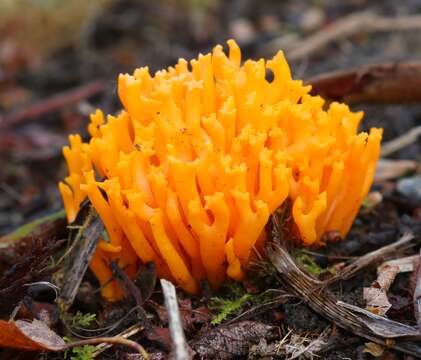 Imagem de Calocera viscosa (Pers.) Fr. 1821