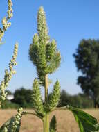 Imagem de Amaranthus powellii S. Wats.