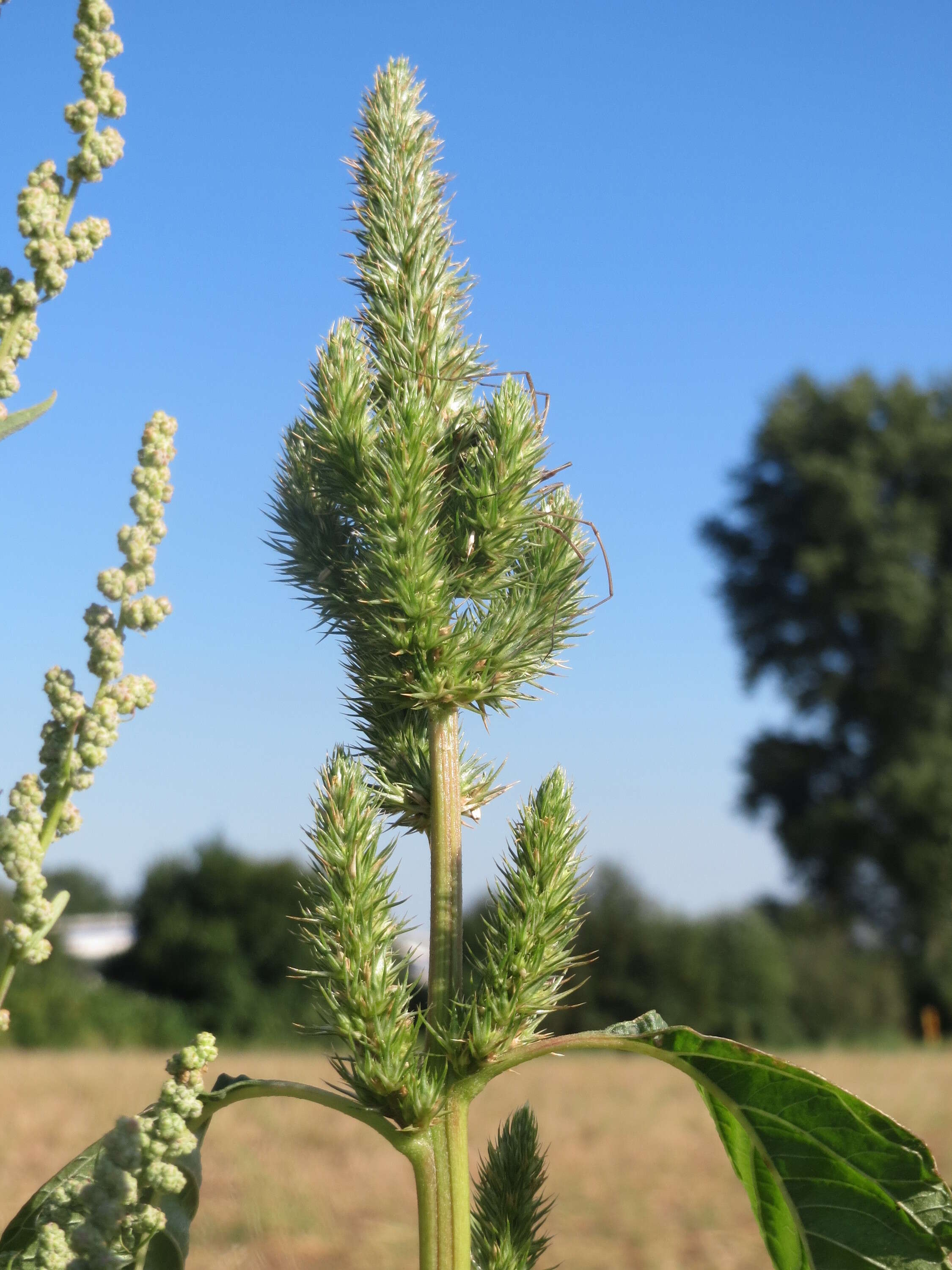 Imagem de Amaranthus powellii S. Wats.