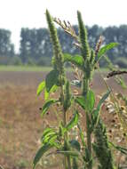 Imagem de Amaranthus powellii S. Wats.