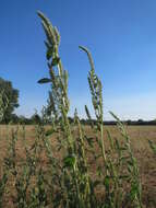 Imagem de Amaranthus powellii S. Wats.