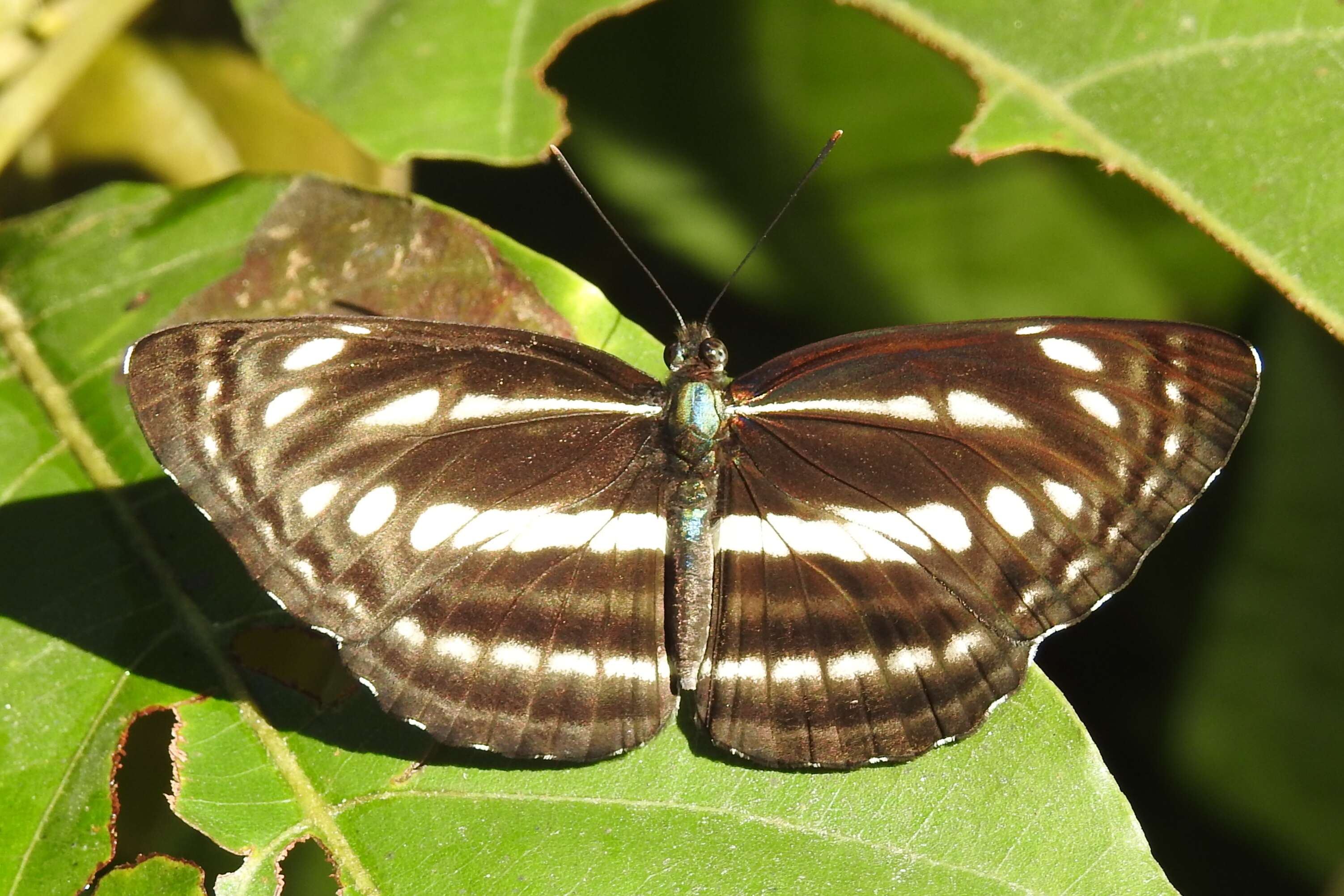 Image de Neptis soma Moore 1858