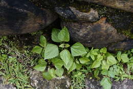 صورة Ageratina adenophora (Spreng.) R. King & H. Rob.