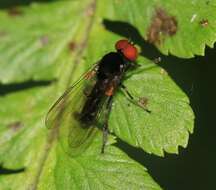 Image of Callomyia