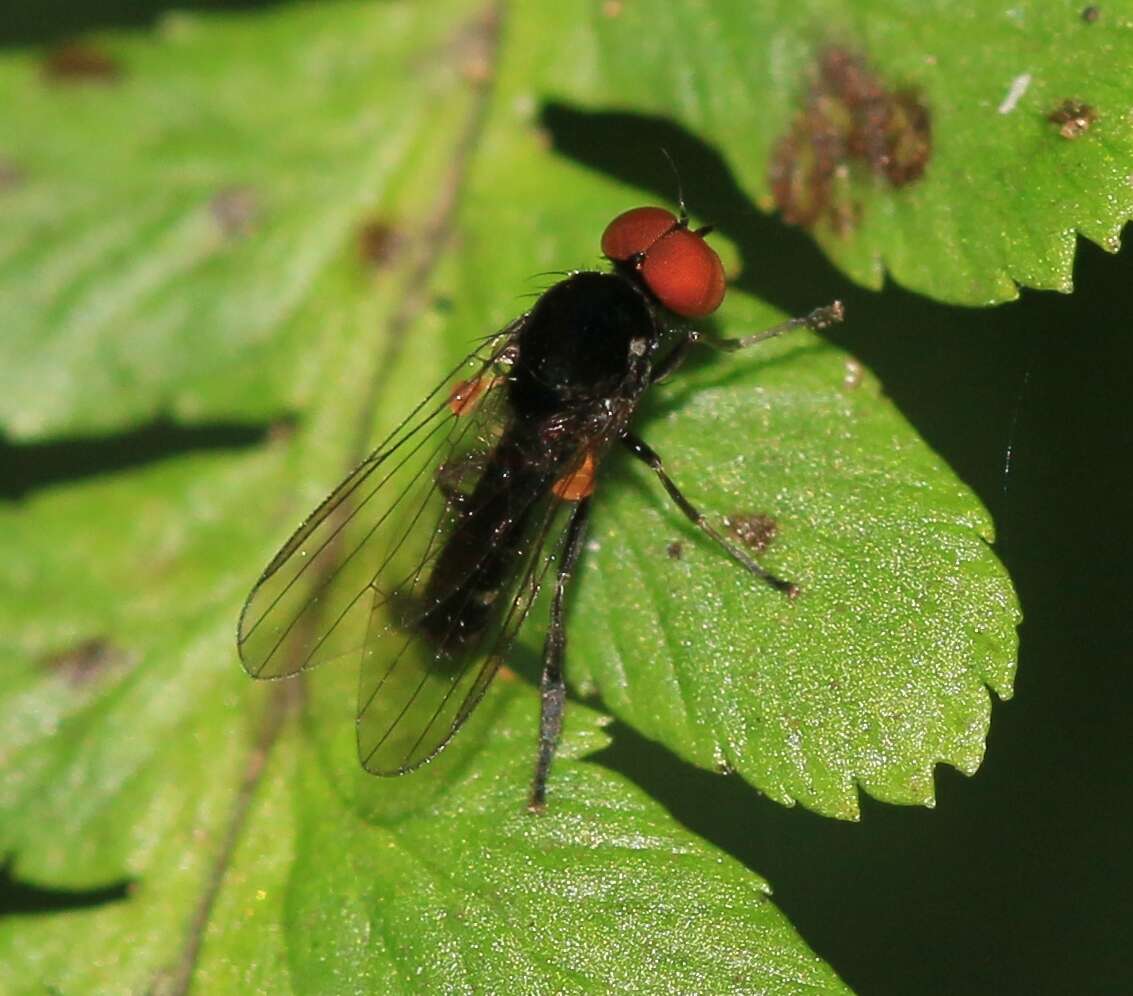 Image of Callomyia