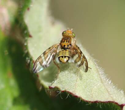 Image of Chaetostomella