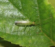 Image of Black-kneed Capsid