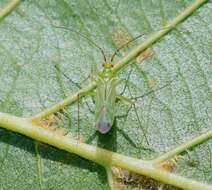 Image of Black-kneed Capsid