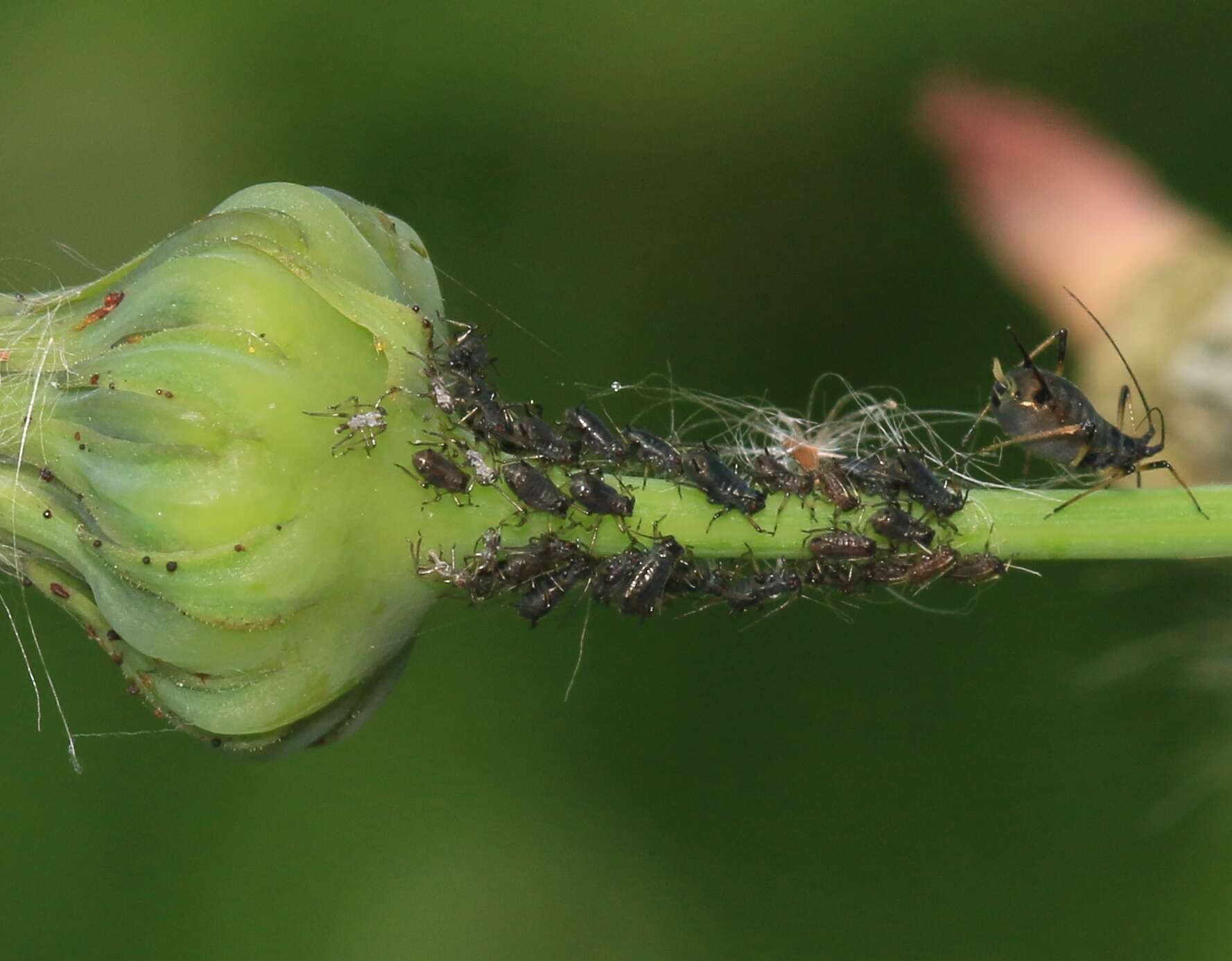 Image of Aphid