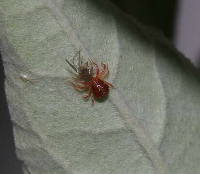 Image of Whirligig Mites