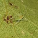 Image of European Birch Aphid