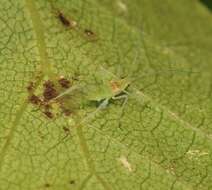 Image of European Birch Aphid