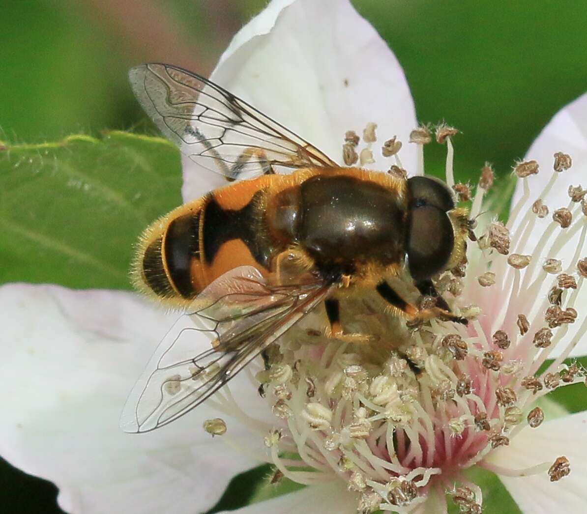 Image of <i>Eristalis horticola</i>