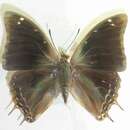 Image of Charaxes manica Trimen 1894