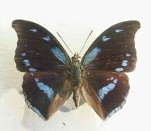 Charaxes mycerina Godart 1824的圖片