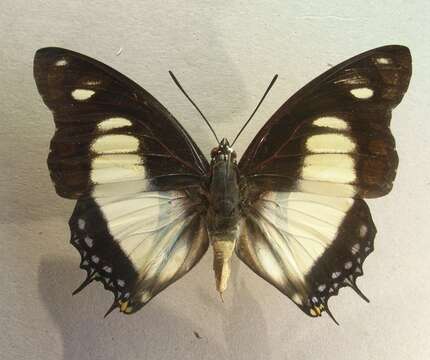 Imagem de Charaxes nobilis Druce 1873