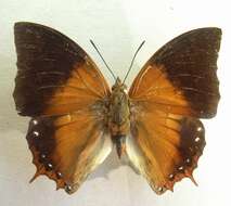 Image of Charaxes plateni Staudinger 1889