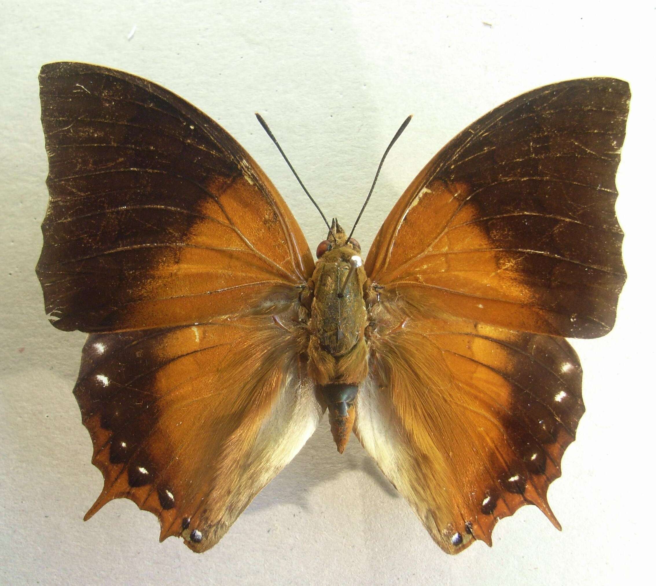 Image of Charaxes plateni Staudinger 1889