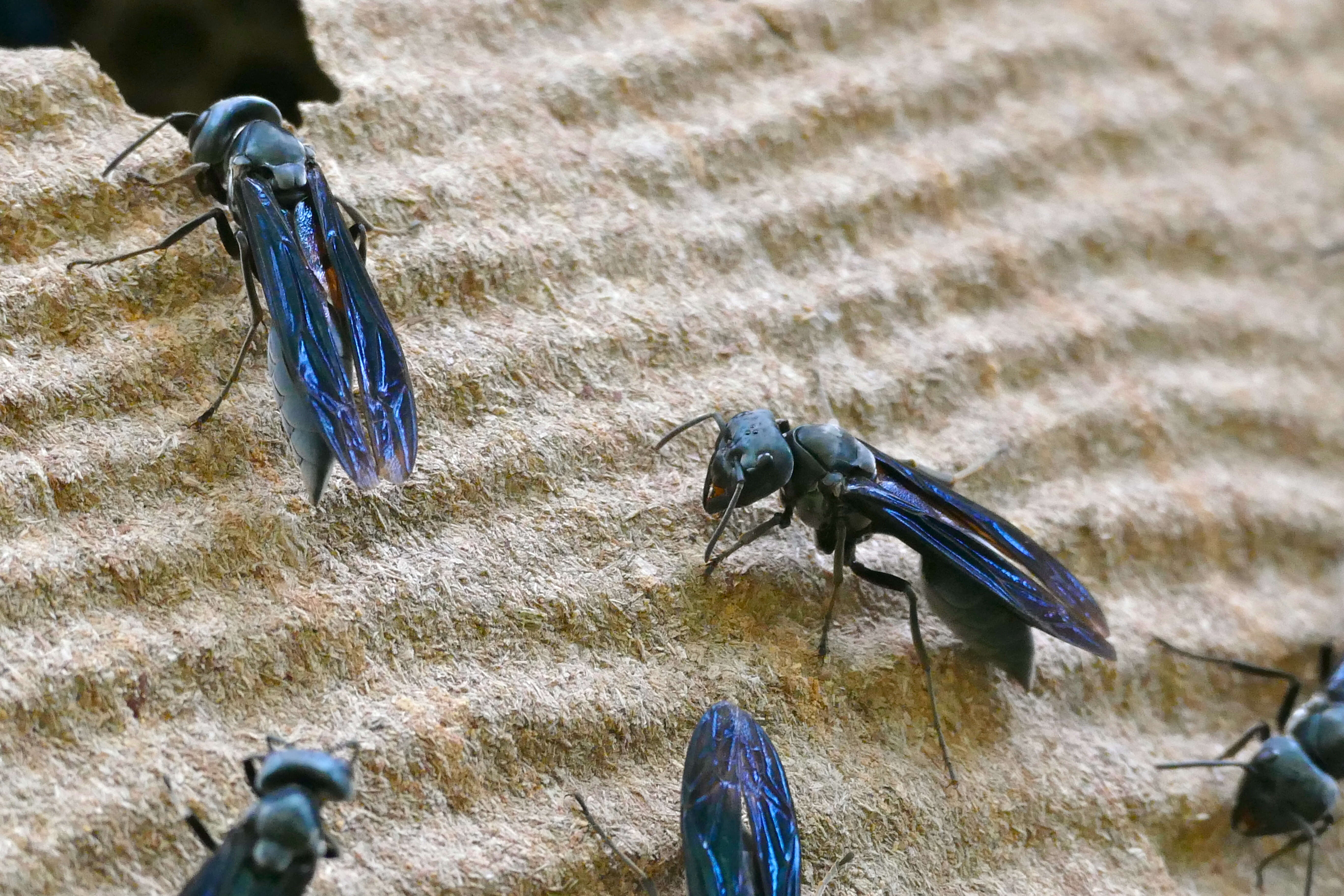 Image of marimbondo-tatu (wasp)