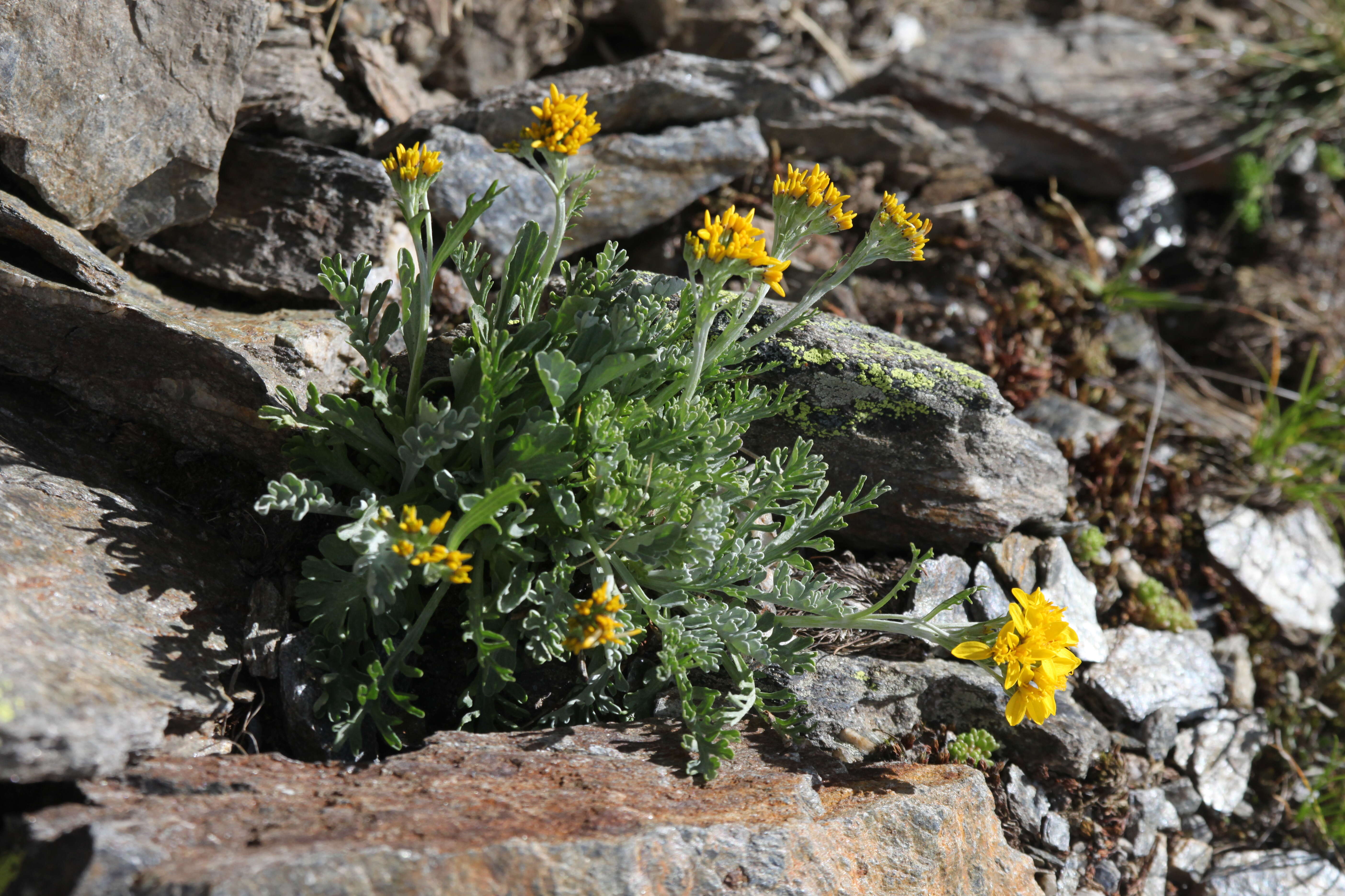 Jacobaea incana (L.) Veldkamp的圖片