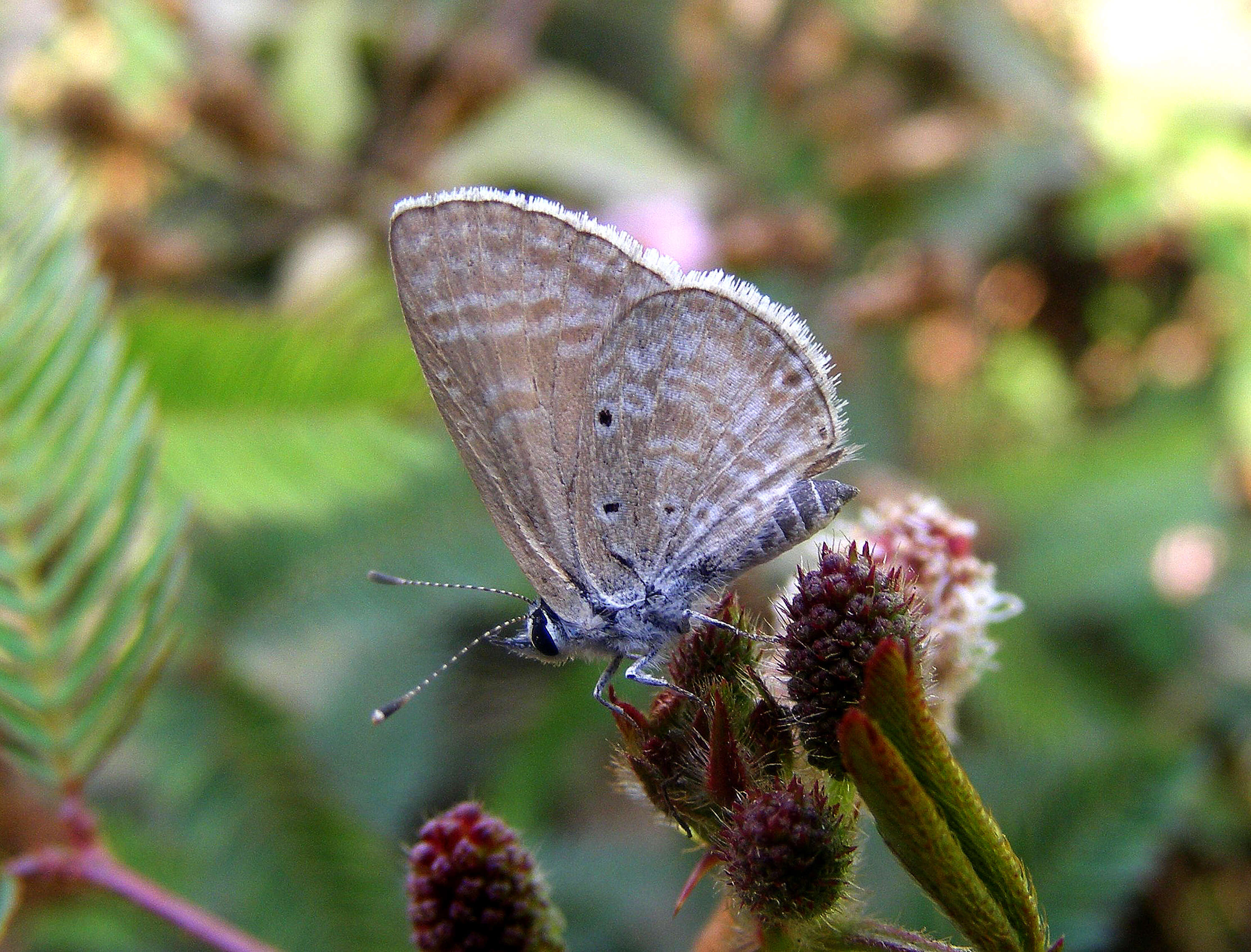 Image of Dull Babul Blue