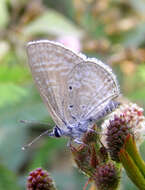 Image of Dull Babul Blue