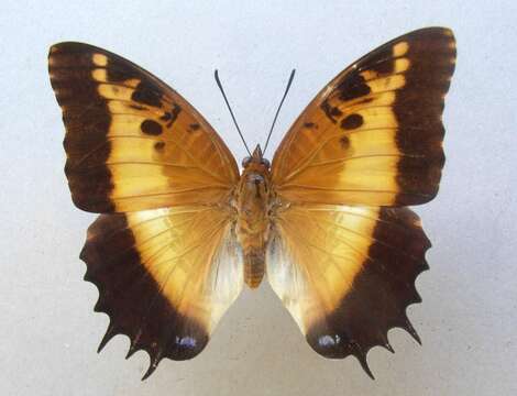 Charaxes pollux的圖片