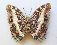 Imagem de Charaxes pollux