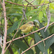 Image of Negros Leaf Warbler