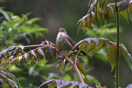 Image of Yellow-streaked Warbler