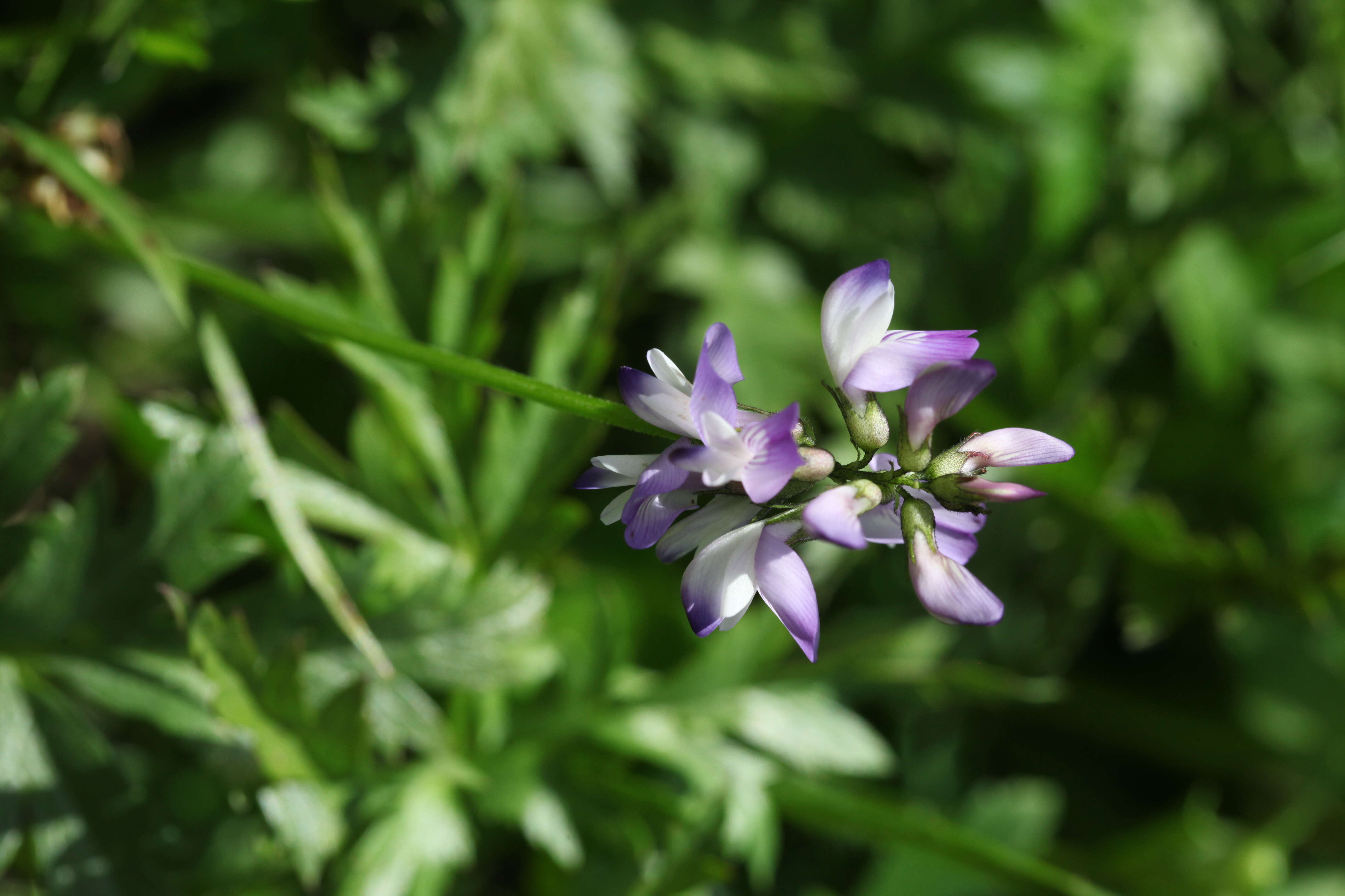 صورة Astragalus alpinus L.