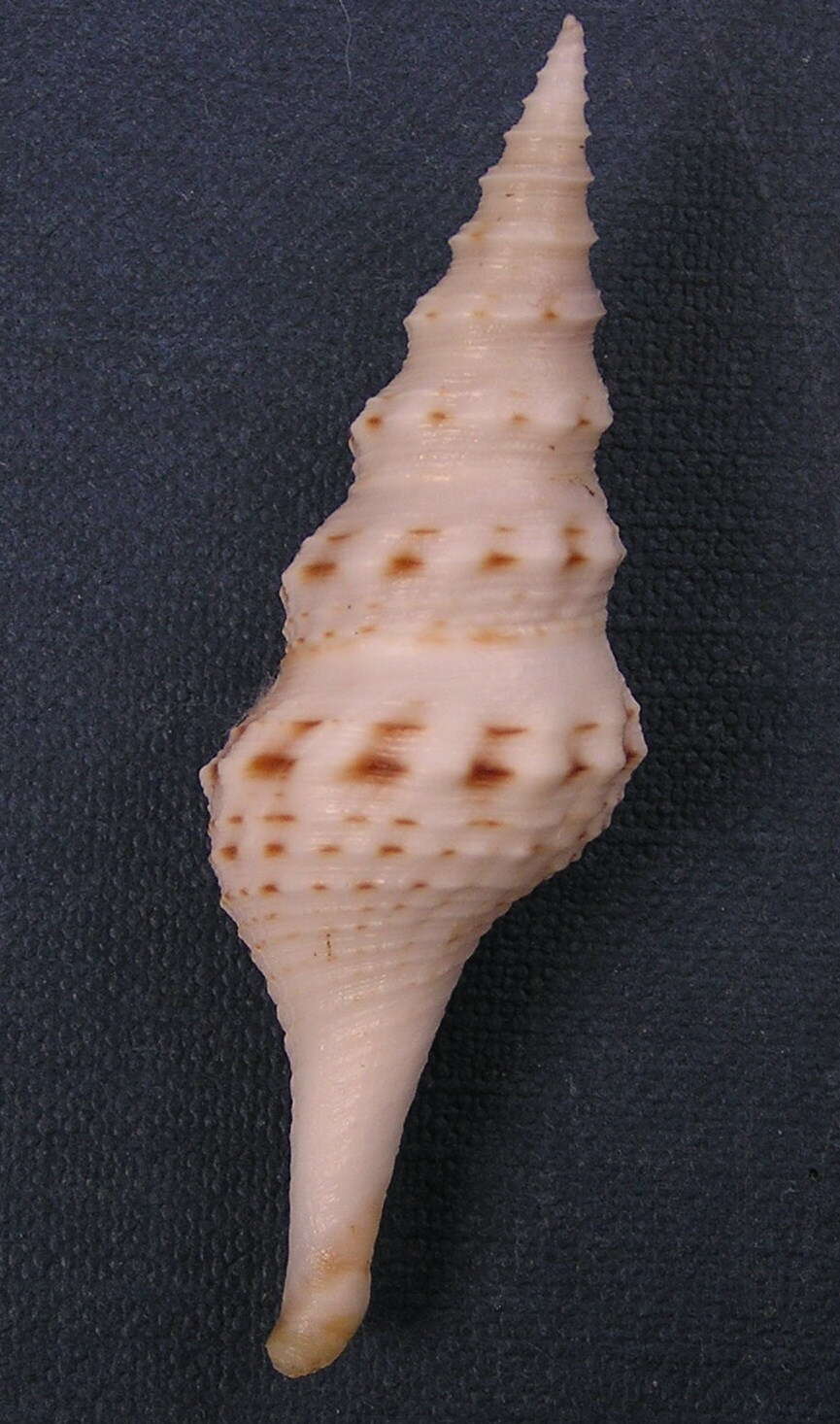 Image of Cruziturricula arcuata (Reeve 1843)