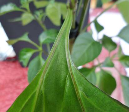 Imagem de Capsicum annuum L.