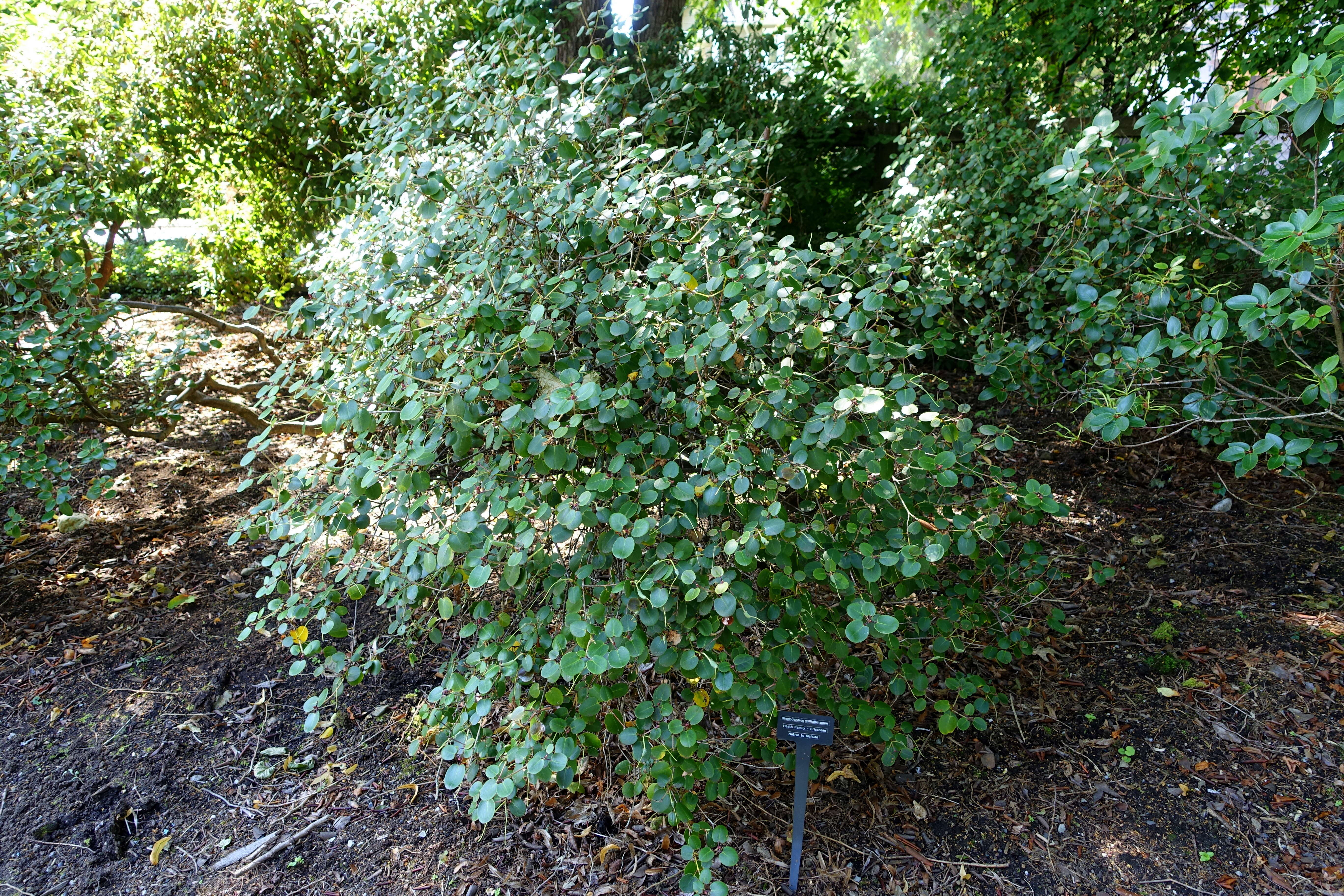 Image of Rhododendron williamsianum Rehder & E. H. Wilson