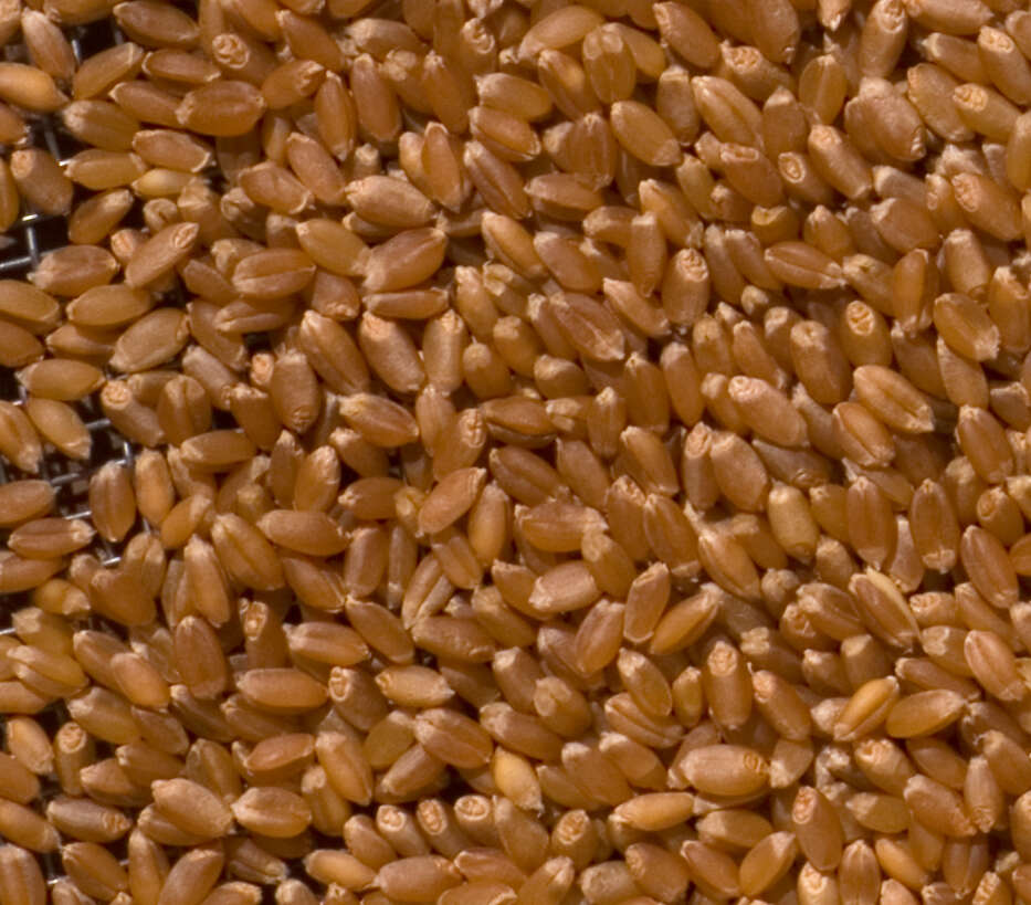 Imagem de Triticum aestivum L.