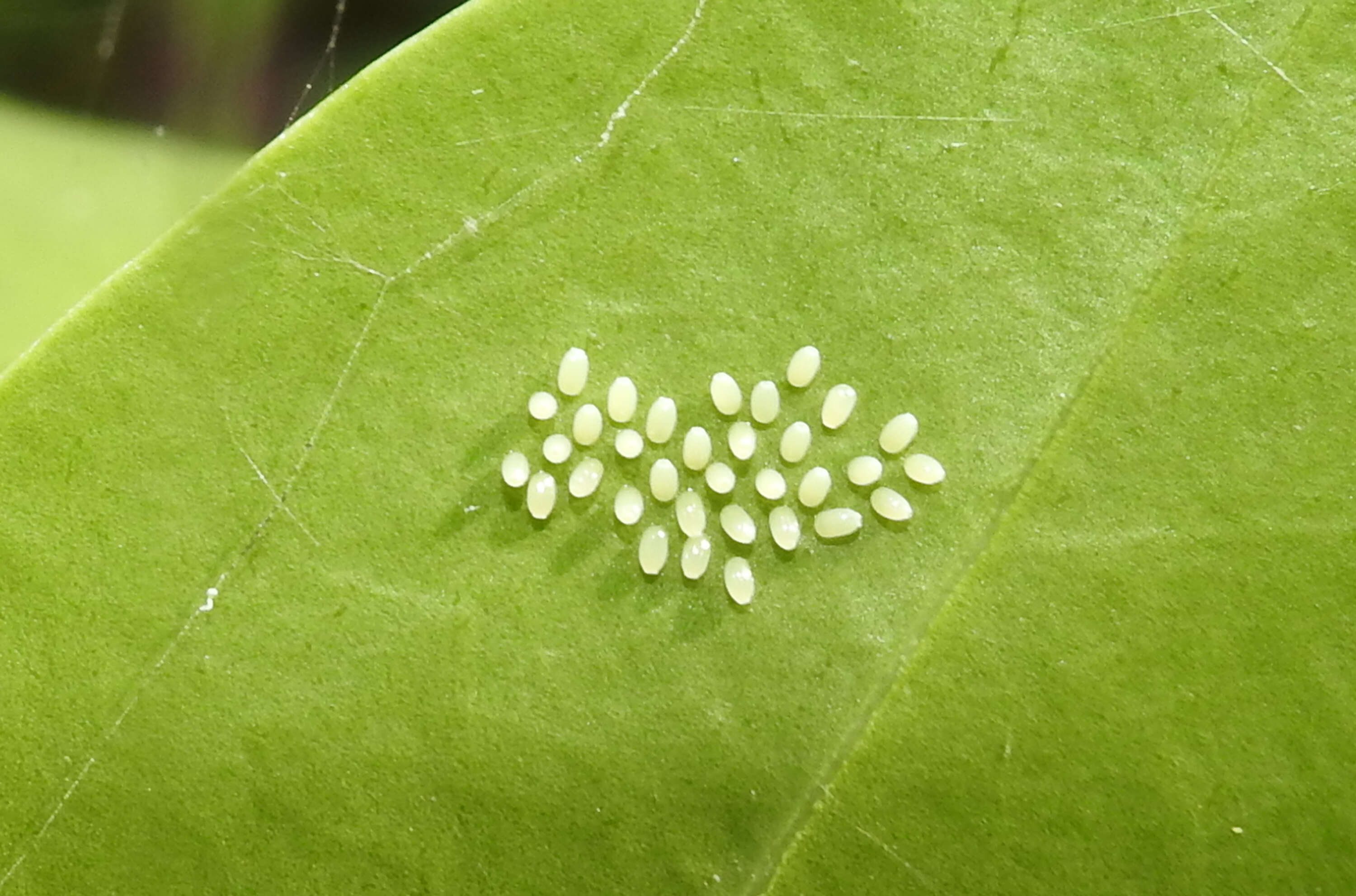 Colotis amata (Fabricius 1775)的圖片