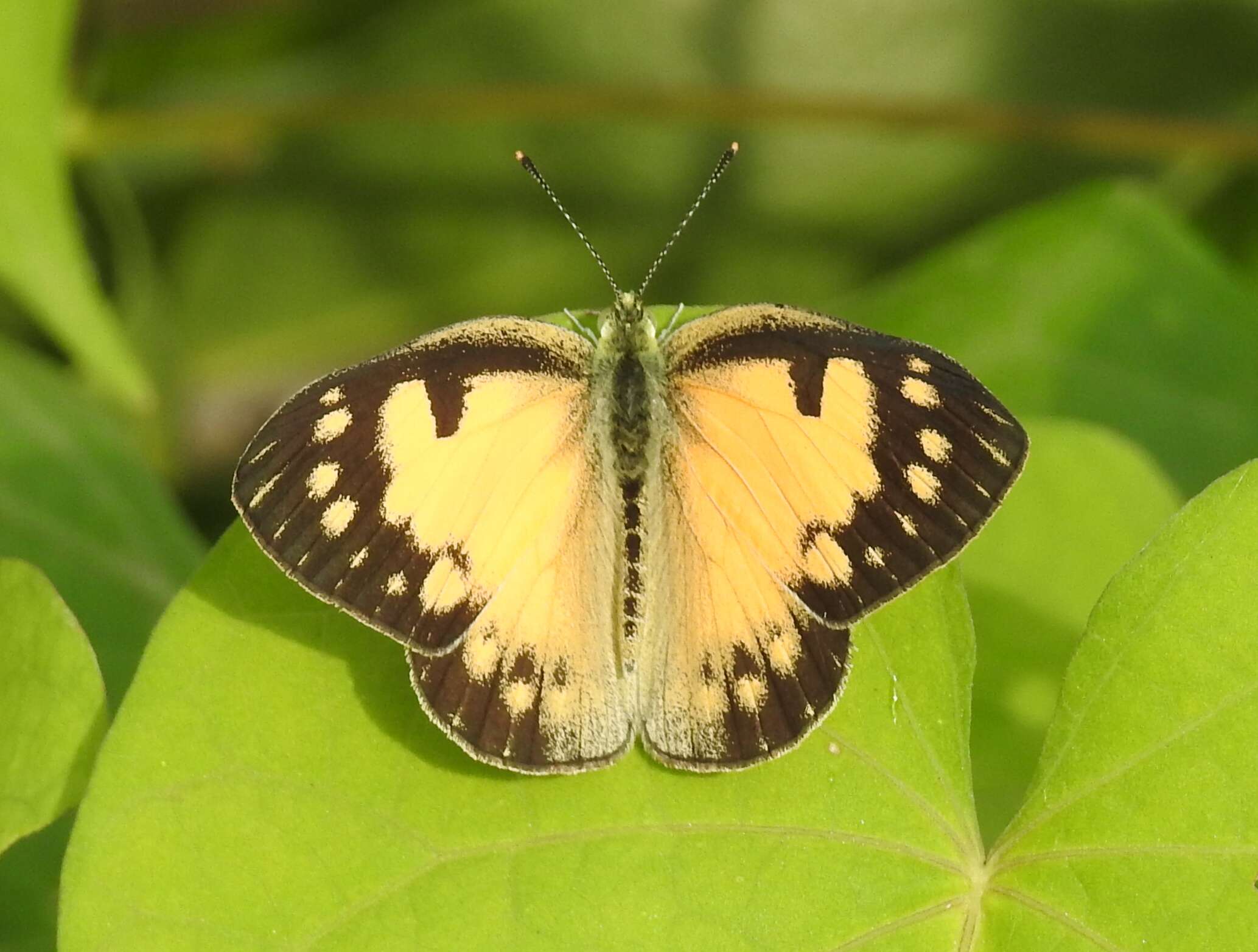 Colotis amata (Fabricius 1775)的圖片