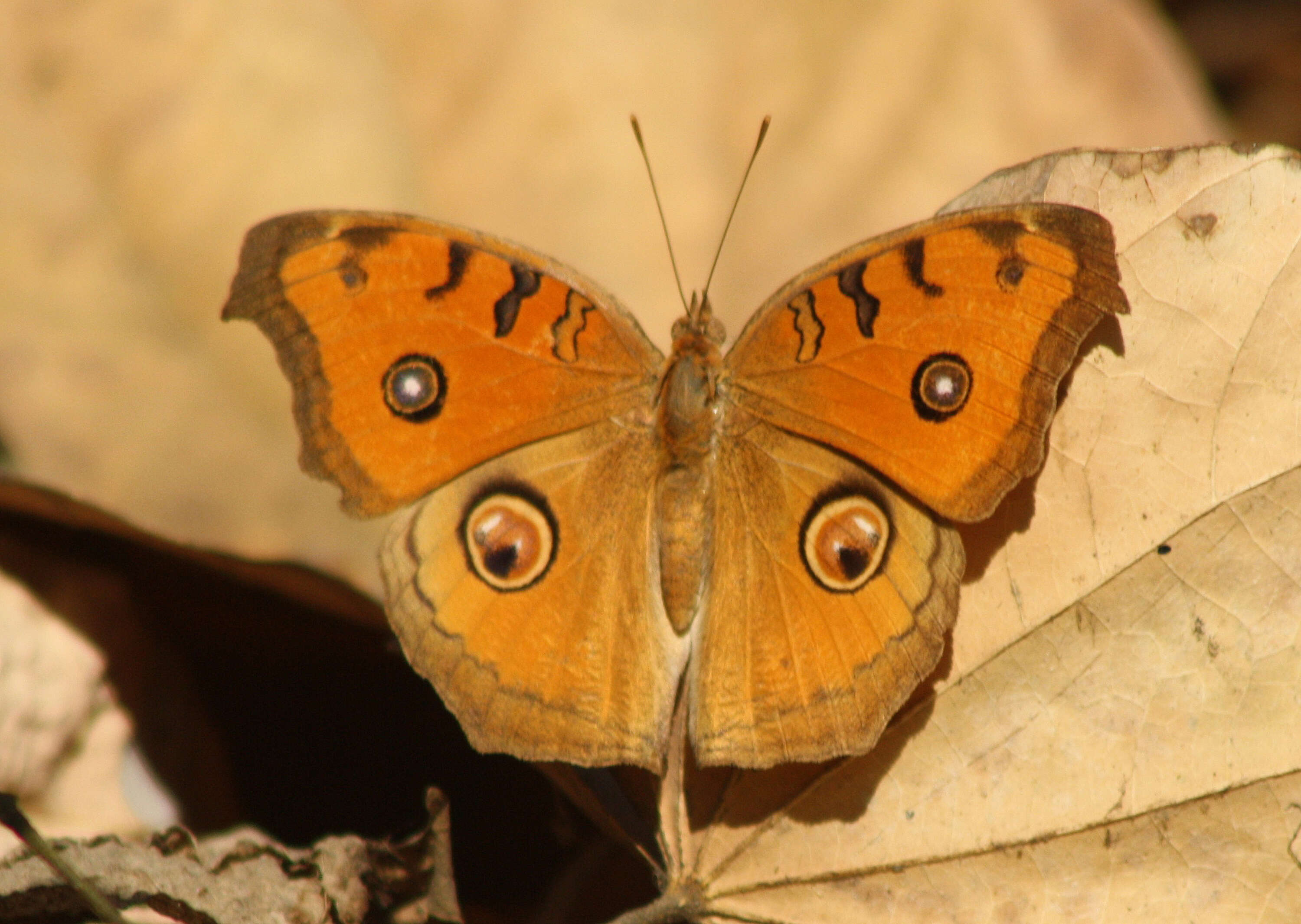 Imagem de Junonia almana Linnaeus 1758