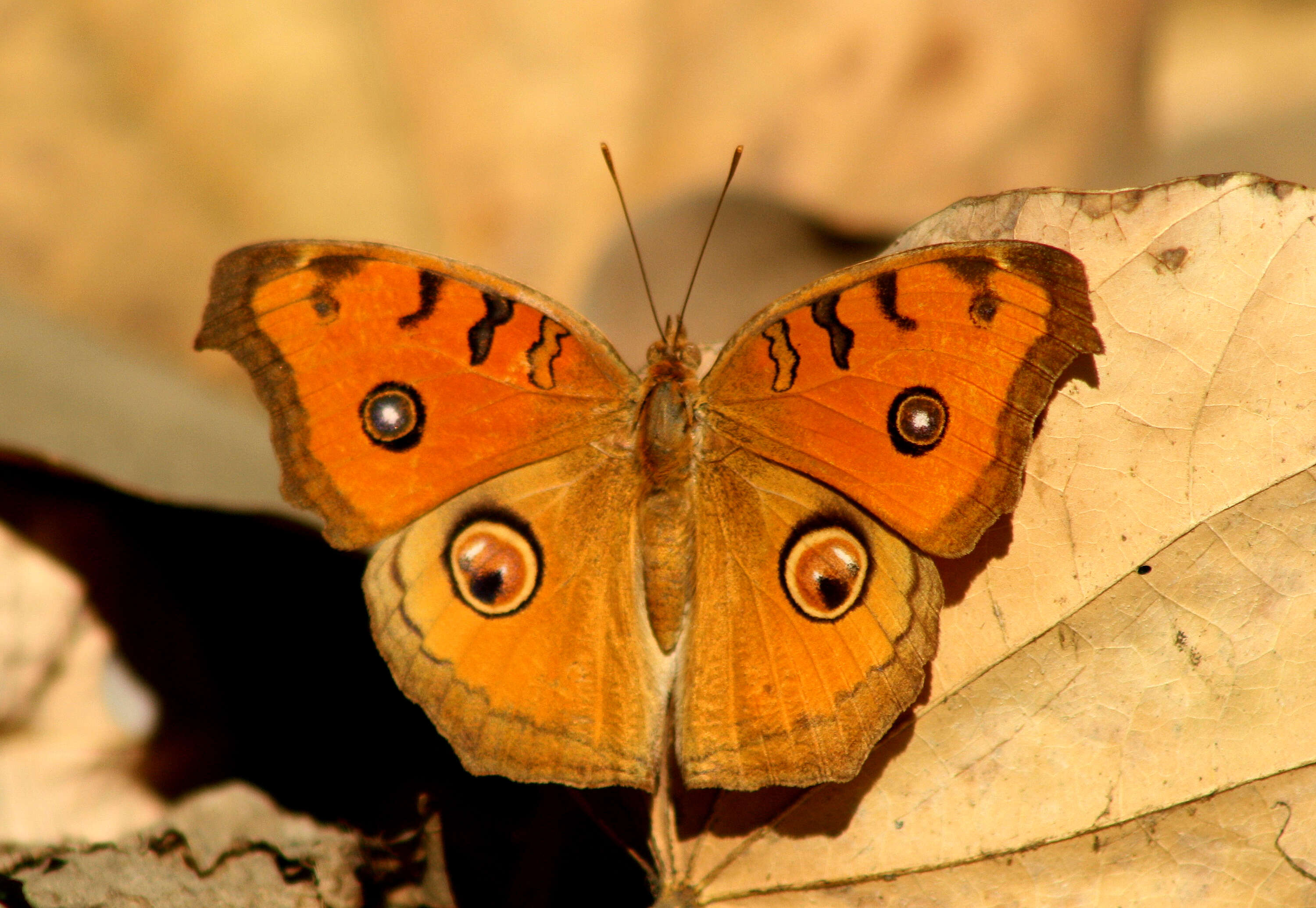 Plancia ëd Junonia almana Linnaeus 1758